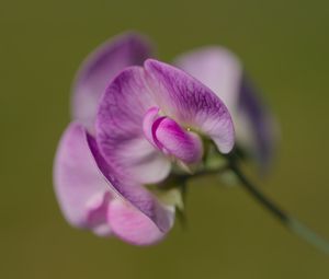 Preview wallpaper lathyrus, flower, petals, macro, pink