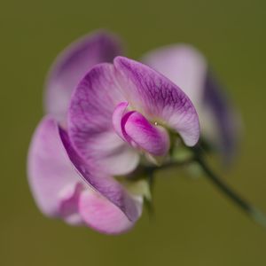 Preview wallpaper lathyrus, flower, petals, macro, pink