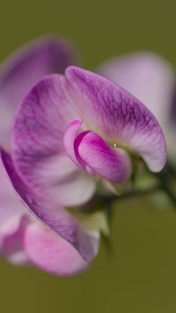 360x640 Wallpaper lathyrus, flower, petals, macro, pink