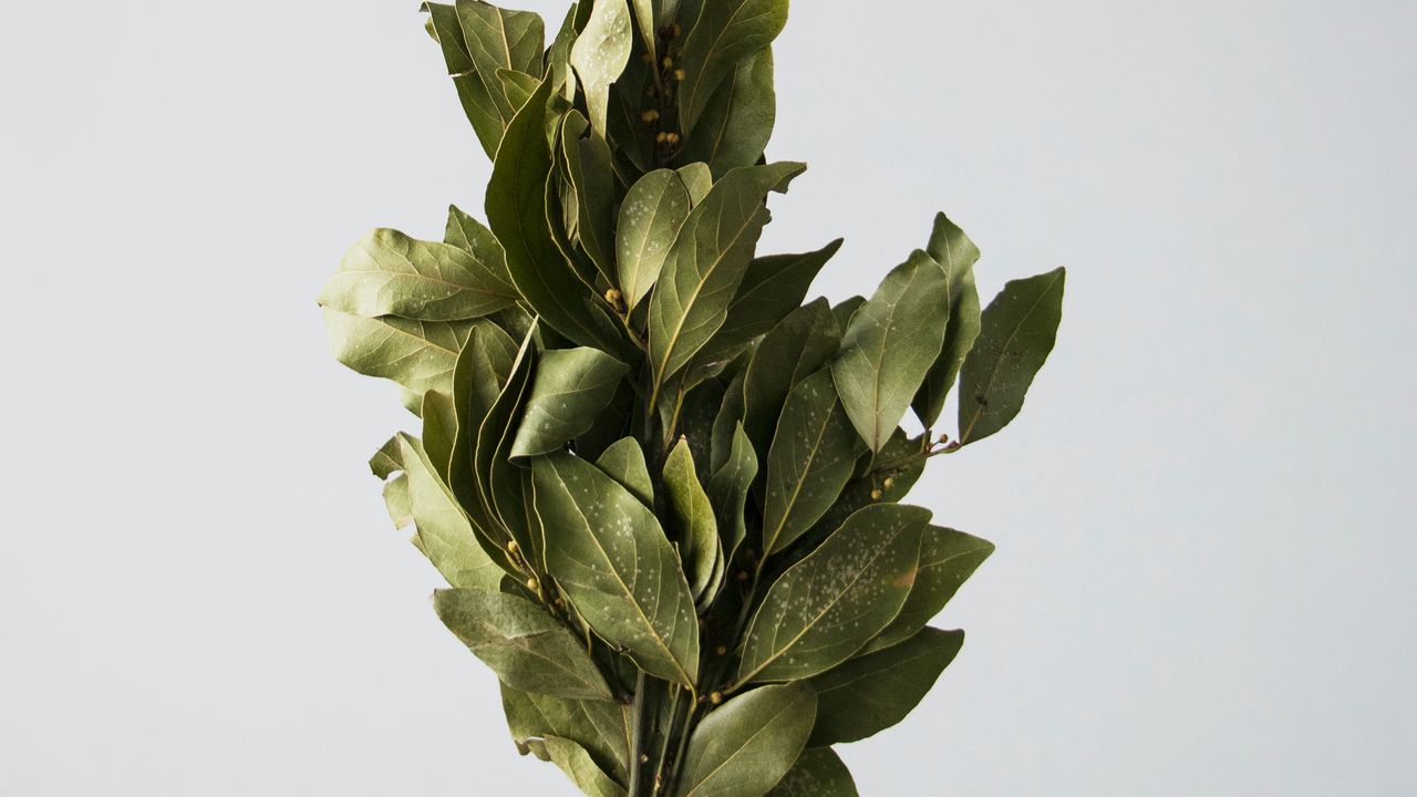 Wallpaper laurel, leaves, hand, white