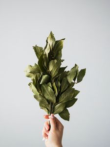 Preview wallpaper laurel, leaves, hand, white