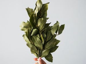 Preview wallpaper laurel, leaves, hand, white