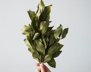 Preview wallpaper laurel, leaves, hand, white