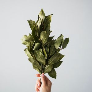 Preview wallpaper laurel, leaves, hand, white