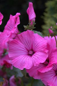 Preview wallpaper lavater, flowers, drops, flowerbed, close-up