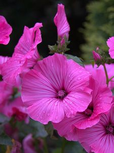 Preview wallpaper lavater, flowers, drops, flowerbed, close-up