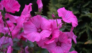 Preview wallpaper lavater, flowers, drops, flowerbed, close-up