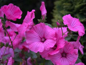 Preview wallpaper lavater, flowers, drops, flowerbed, close-up