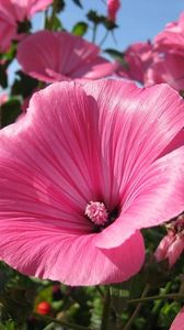 Preview wallpaper lavatera, flowers, flowerbed, sunny, close-up