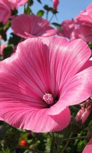 Preview wallpaper lavatera, flowers, flowerbed, sunny, close-up