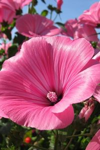 Preview wallpaper lavatera, flowers, flowerbed, sunny, close-up