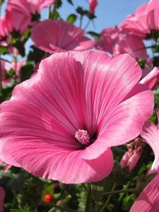 Preview wallpaper lavatera, flowers, flowerbed, sunny, close-up