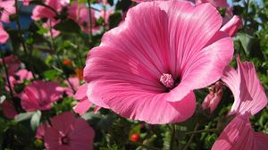 Preview wallpaper lavatera, flowers, flowerbed, sunny, close-up