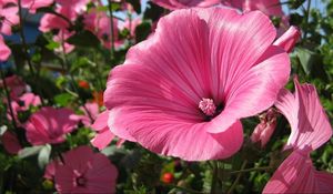 Preview wallpaper lavatera, flowers, flowerbed, sunny, close-up