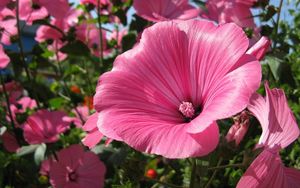 Preview wallpaper lavatera, flowers, flowerbed, sunny, close-up