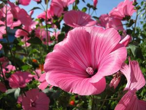 Preview wallpaper lavatera, flowers, flowerbed, sunny, close-up