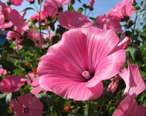 Preview wallpaper lavatera, flowers, flowerbed, sunny, close-up