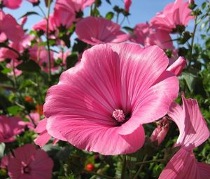 Preview wallpaper lavatera, flowers, flowerbed, sunny, close-up