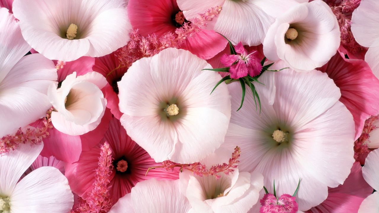 Wallpaper lavatera, flowers, garden, pollen, close-up