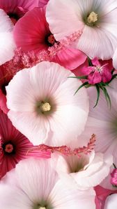 Preview wallpaper lavatera, flowers, garden, pollen, close-up