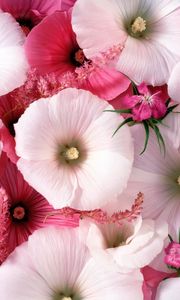 Preview wallpaper lavatera, flowers, garden, pollen, close-up