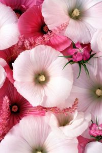 Preview wallpaper lavatera, flowers, garden, pollen, close-up