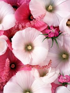 Preview wallpaper lavatera, flowers, garden, pollen, close-up