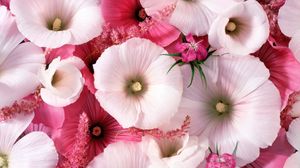 Preview wallpaper lavatera, flowers, garden, pollen, close-up