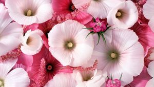 Preview wallpaper lavatera, flowers, garden, pollen, close-up