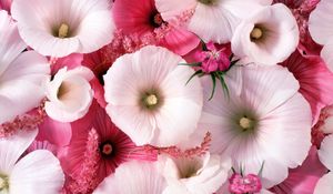 Preview wallpaper lavatera, flowers, garden, pollen, close-up