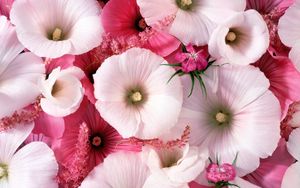 Preview wallpaper lavatera, flowers, garden, pollen, close-up