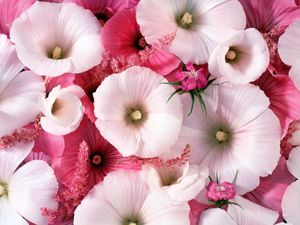 Preview wallpaper lavatera, flowers, garden, pollen, close-up