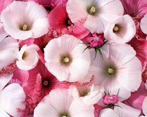 Preview wallpaper lavatera, flowers, garden, pollen, close-up