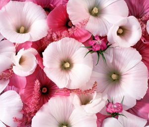 Preview wallpaper lavatera, flowers, garden, pollen, close-up