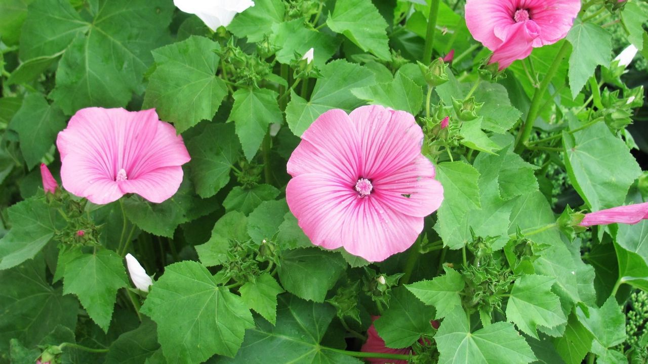 Wallpaper lavatera, flowers, herbs, flowerbed