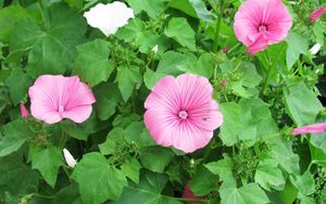 Preview wallpaper lavatera, flowers, herbs, flowerbed