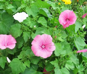 Preview wallpaper lavatera, flowers, herbs, flowerbed