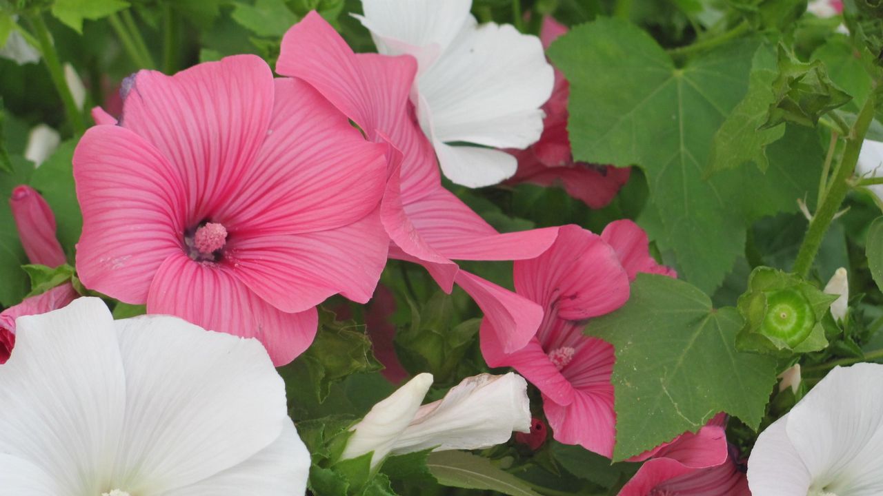 Wallpaper lavatera, flowers, herbs, bright