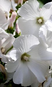 Preview wallpaper lavatera, flowers, snow-white, drops, fresh, close-up