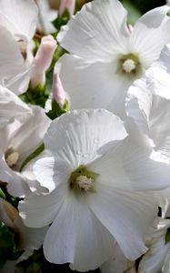 Preview wallpaper lavatera, flowers, snow-white, drops, fresh, close-up