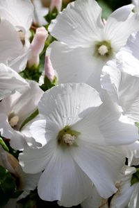 Preview wallpaper lavatera, flowers, snow-white, drops, fresh, close-up