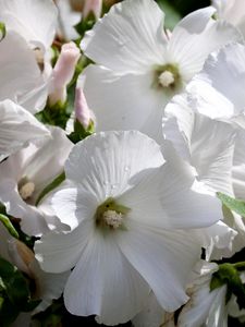 Preview wallpaper lavatera, flowers, snow-white, drops, fresh, close-up