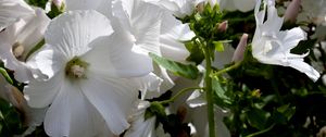 Preview wallpaper lavatera, flowers, snow-white, drops, fresh, close-up