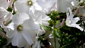 Preview wallpaper lavatera, flowers, snow-white, drops, fresh, close-up
