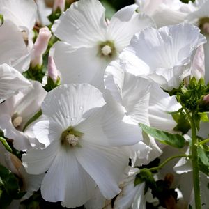 Preview wallpaper lavatera, flowers, snow-white, drops, fresh, close-up