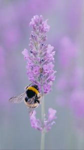 Preview wallpaper lavender, bee, wings, flower