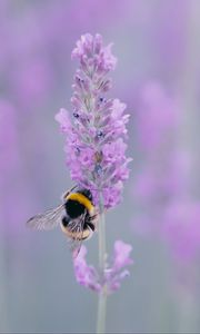 Preview wallpaper lavender, bee, wings, flower