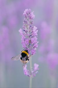 Preview wallpaper lavender, bee, wings, flower