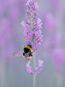 Preview wallpaper lavender, bee, wings, flower