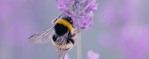 Preview wallpaper lavender, bee, wings, flower